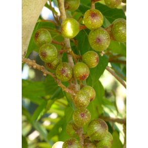 Sydafrikansk Kap-Figen