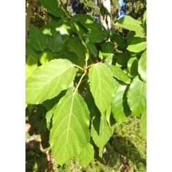 Sydafrikansk Kap-Figen