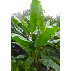 Banan - Japansk Fiberbanan