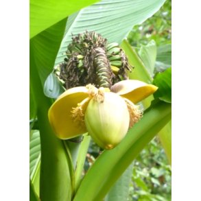 Banan - Japansk Fiberbanan