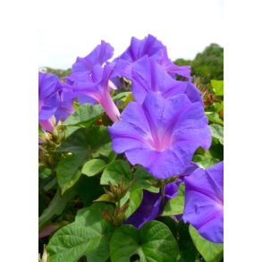 Ipomea - Morning Glory