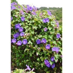 Ipomea - Morning Glory