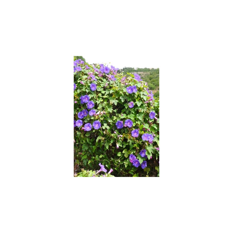 Ipomea - Morning Glory