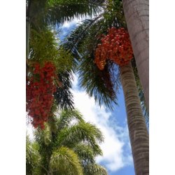 Palme - Rvehale Palme