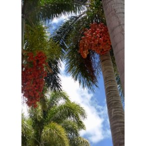 Palme - Rvehale Palme