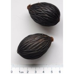 Palme - Rvehale Palme