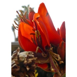 Sydafrikansk Koraltr