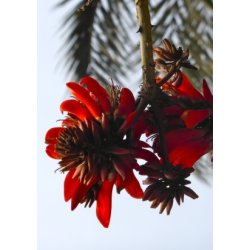 Sydafrikansk Koraltr