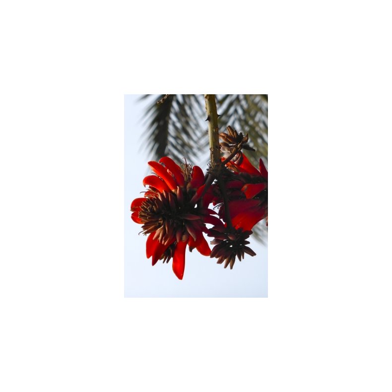 Sydafrikansk Koraltr