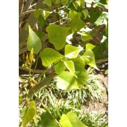 Sydafrikansk Koraltr