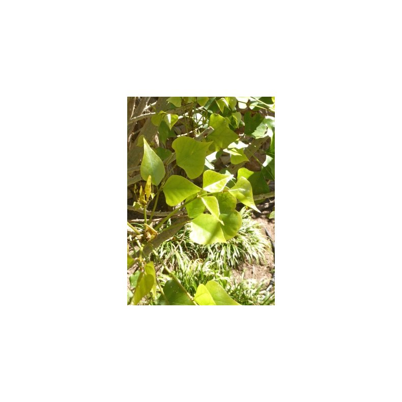 Sydafrikansk Koraltr