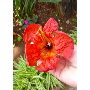 Afrikansk Flammetr�