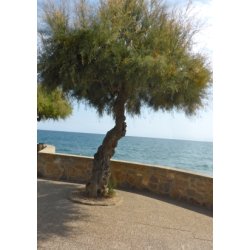 Fransk Tamarisk