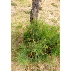 Fransk Tamarisk