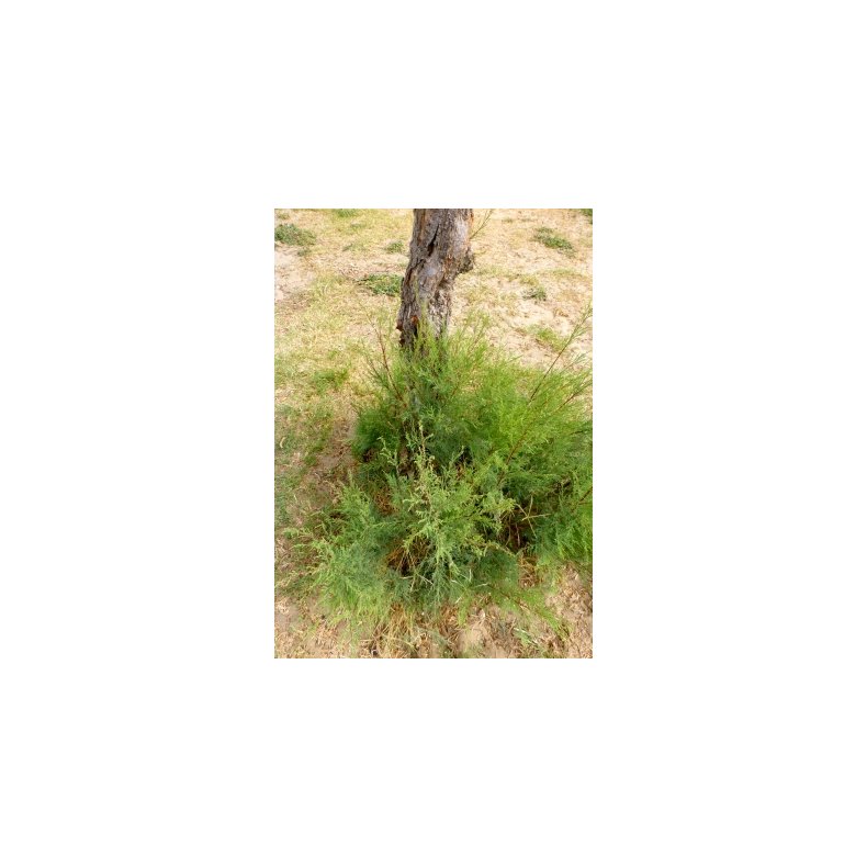 Fransk Tamarisk