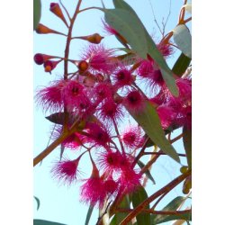 'Pink Iron Bark' Eukalyptus