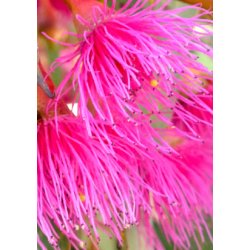 'Pink Iron Bark' Eukalyptus