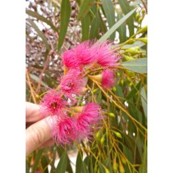 'Pink Iron Bark' Eukalyptus