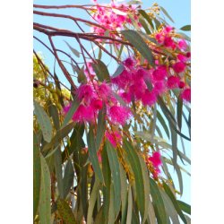 'Pink Iron Bark' Eukalyptus