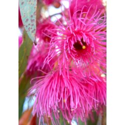 'Pink Iron Bark' Eukalyptus