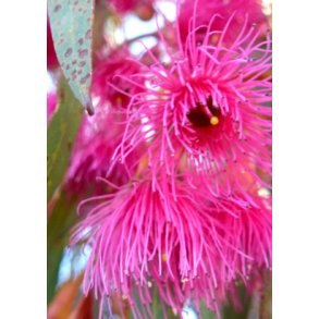 'Pink Iron Bark' Eukalyptus