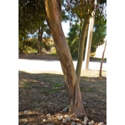 'Pink Iron Bark' Eukalyptus