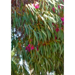 'Pink Iron Bark' Eukalyptus