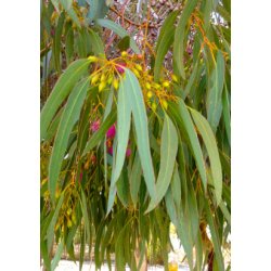 'Pink Iron Bark' Eukalyptus