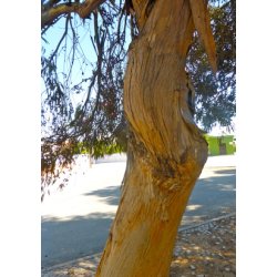 'Pink Iron Bark' Eukalyptus