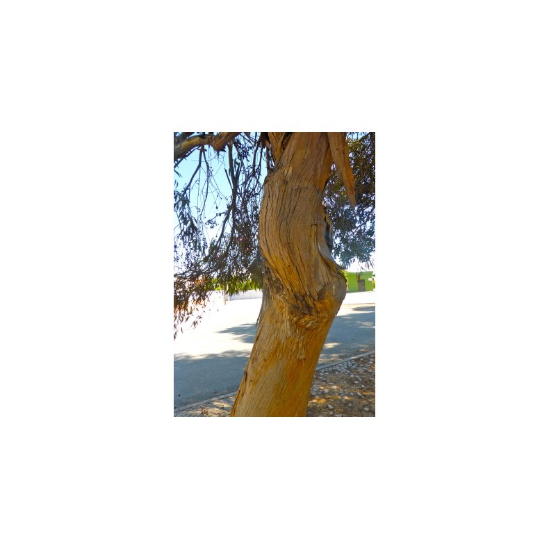 'Pink Iron Bark' Eukalyptus