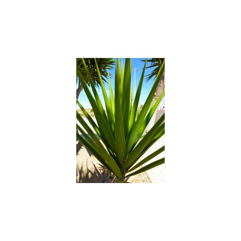 Gigant-Yucca