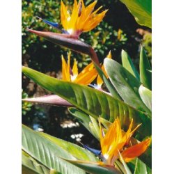 Dyrkningsst<br/>Strelitzia