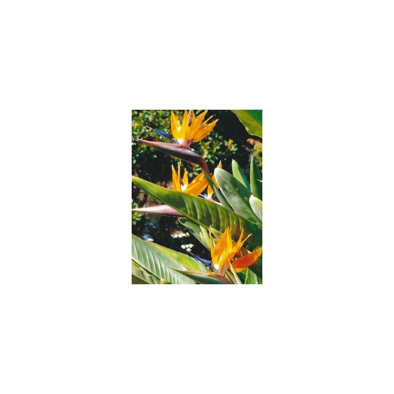 Strelitzia (Paradisfugl blomst)