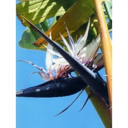 Dyrkningsst<br/>Strelitzia