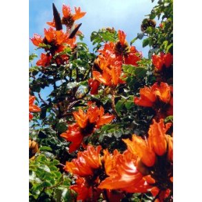 Afrikansk Tulipantr�