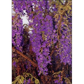 Dyrkningsst<br/>Blregn<br/>Det Store St