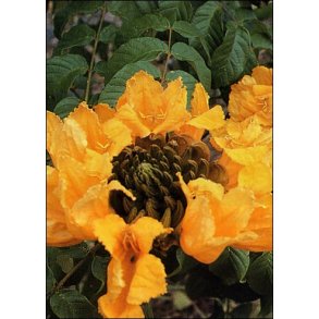 Afrikansk tulipantr� (gulblomstret)