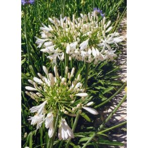 Agapanthus - hvid