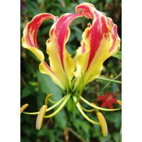 Afrikansk Klatrelilje rd/gul