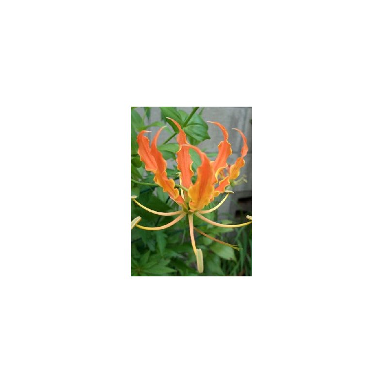 Afrikansk Klatrelilje (orange)