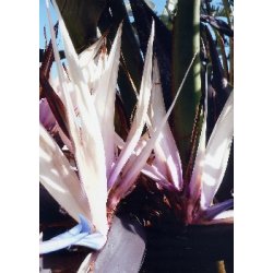 Dyrkningsst<br/>Strelitzia