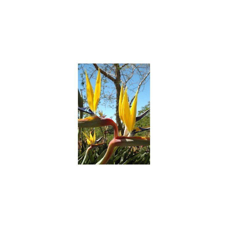 Strelitzia gul (Mandelas guld)