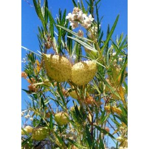 Silkeplante / s�mfrugt