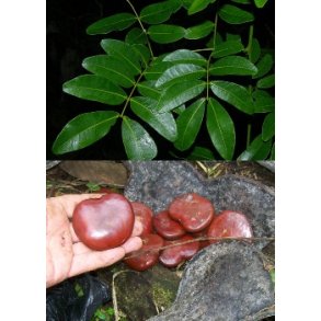 Entada gigas - Shjerte