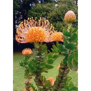Orange N�lepude Protea