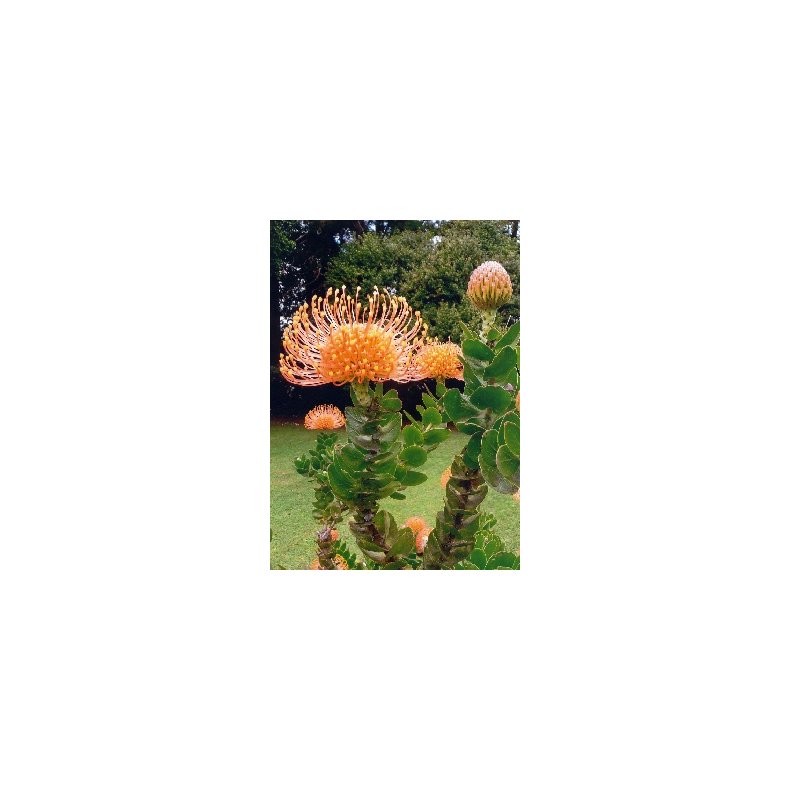 Orange Nlepude Protea