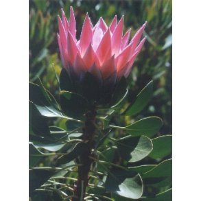 Prinsesse Protea