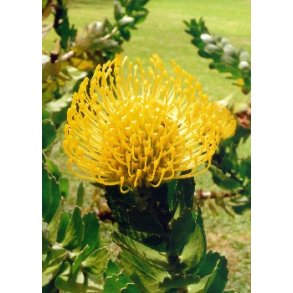 Gul N�lepude Protea