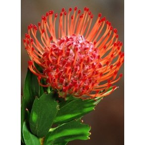 R�d N�lepude Protea