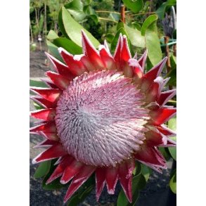 Konge Protea